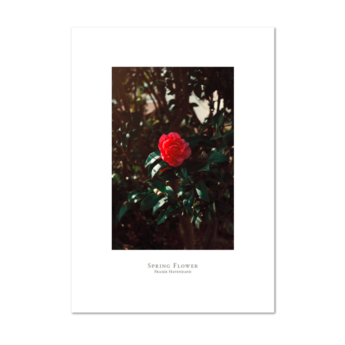 Picture of Spring Flower | Small Print