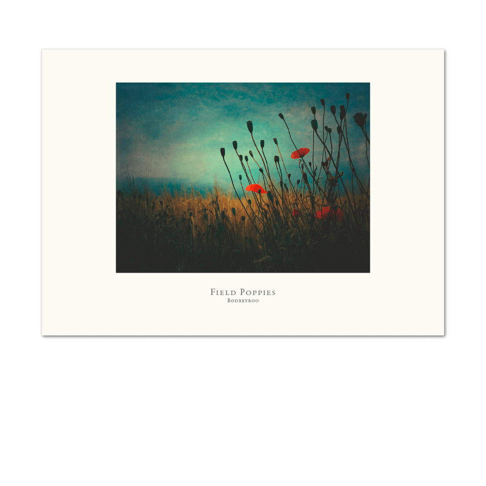 Show details for Field Poppies | Large Print