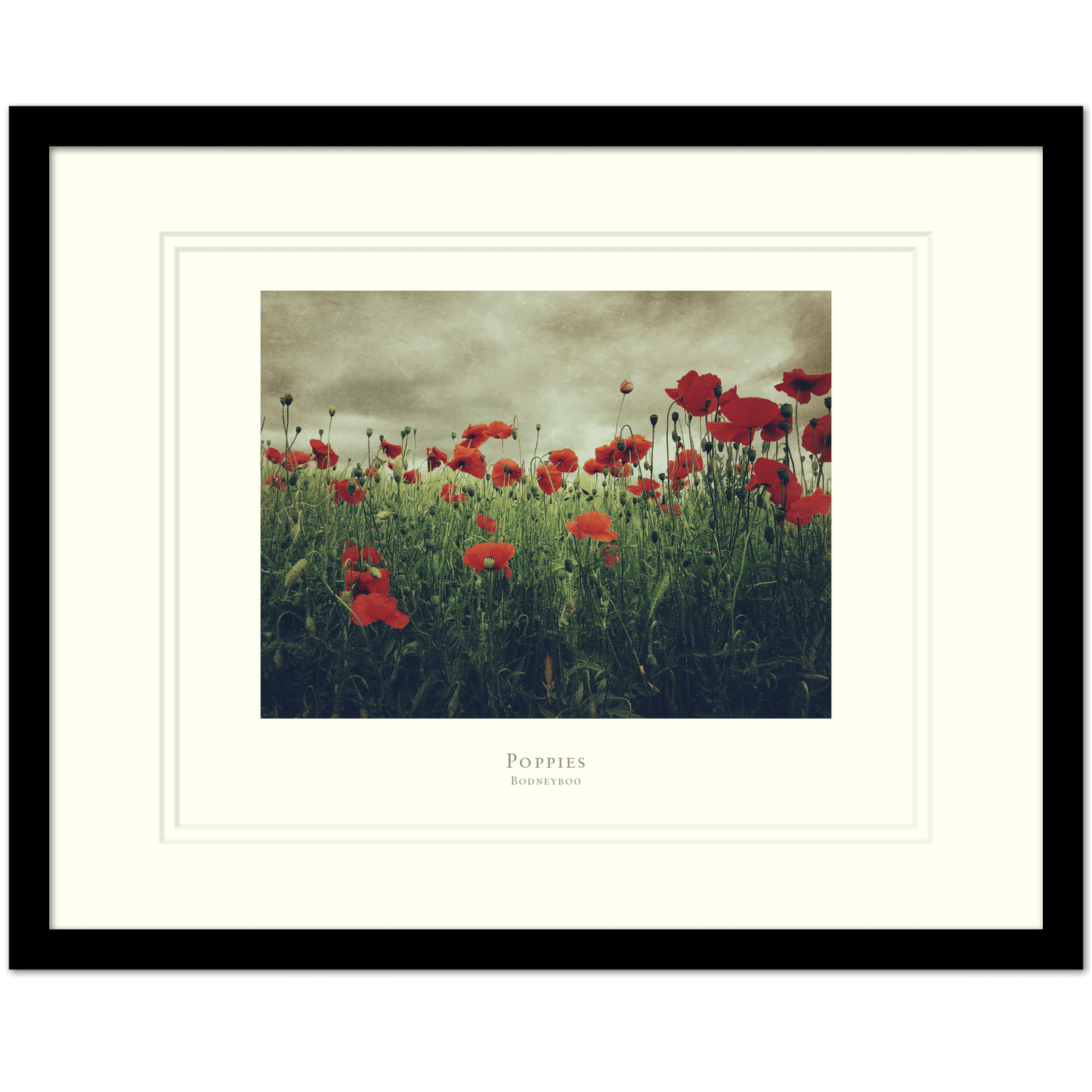 Poppies