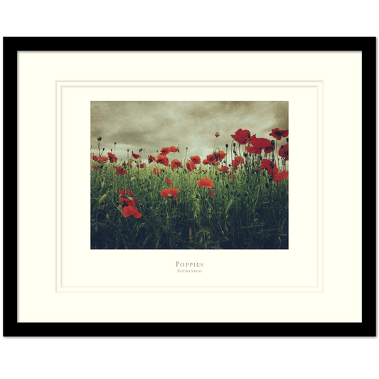 Poppies