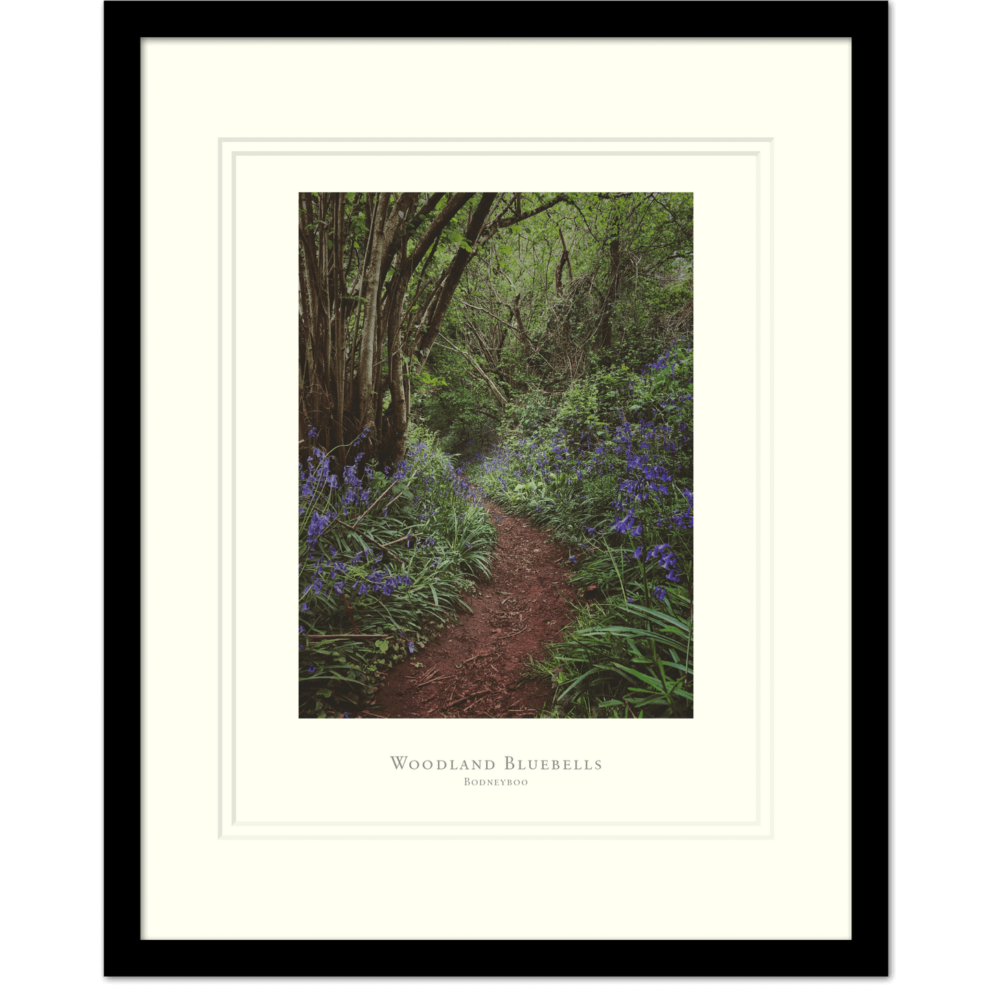 Woodland Bluebells