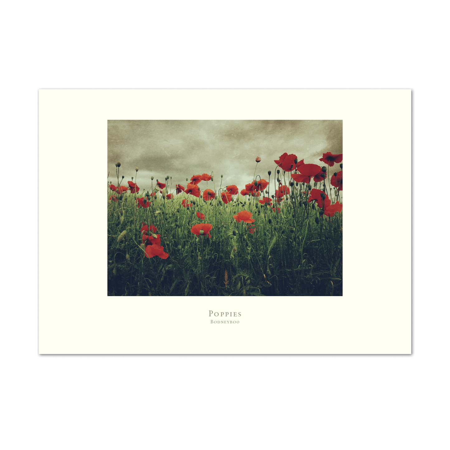 Poppies