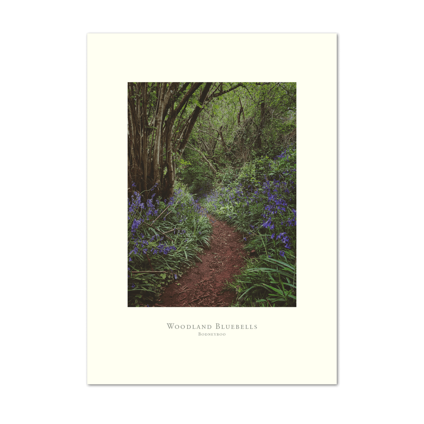 Woodland Bluebells