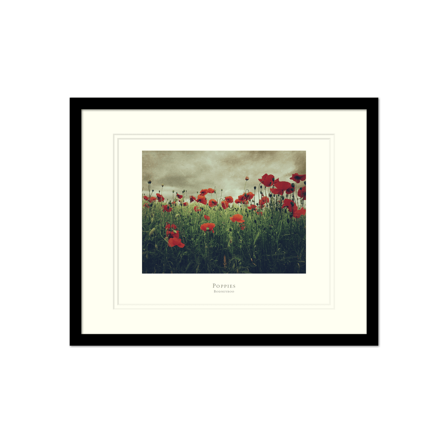 Poppies