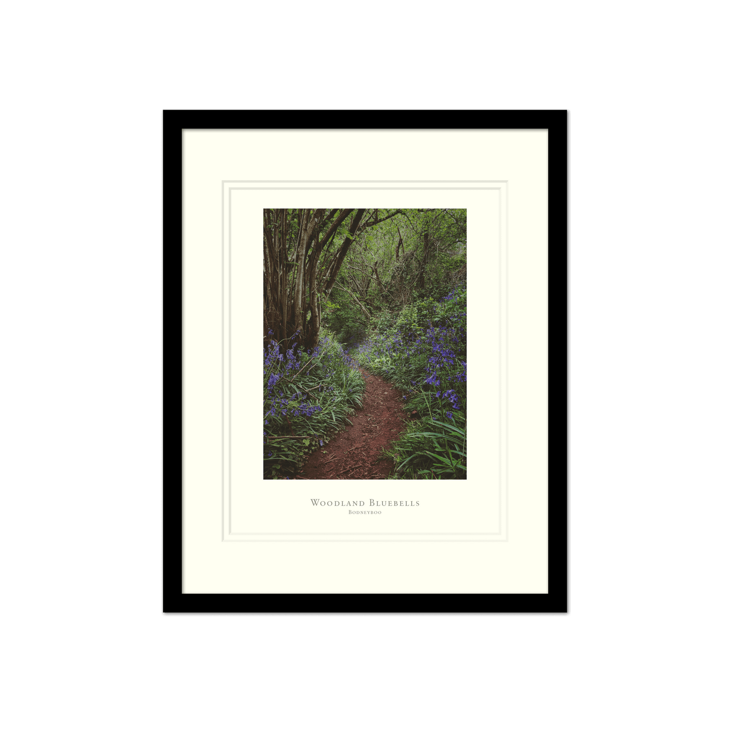 Woodland Bluebells