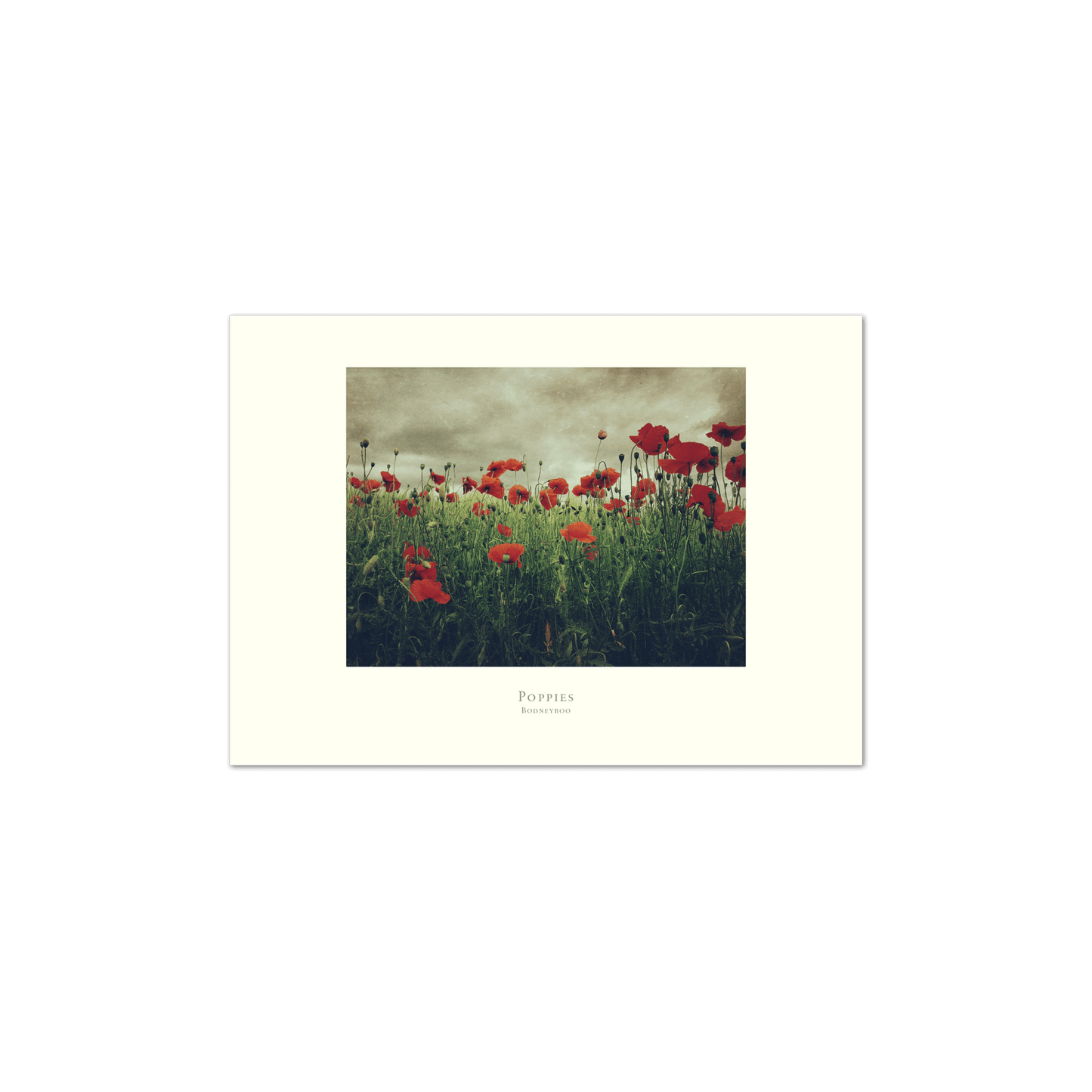 Poppies